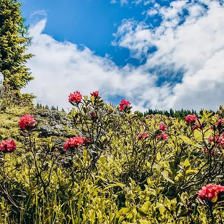 Four Peaks * 弗拉绍