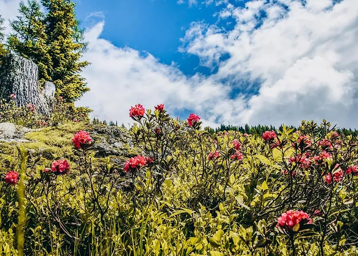 Four Peaks * Flachau